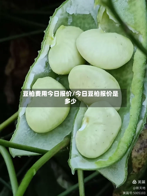 豆柏费用今日报价/今日豆柏报价是多少-第2张图片