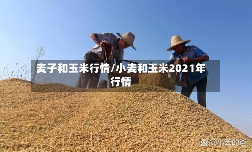 麦子和玉米行情/小麦和玉米2021年行情
