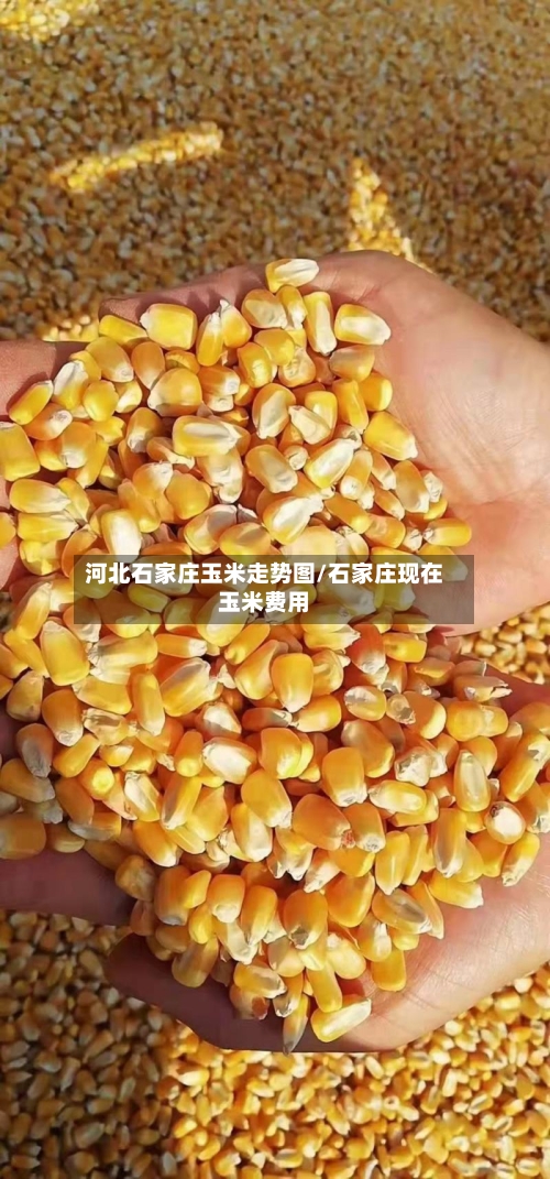 河北石家庄玉米走势图/石家庄现在玉米费用-第2张图片