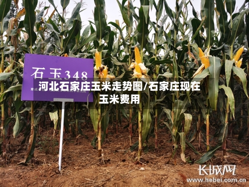 河北石家庄玉米走势图/石家庄现在玉米费用-第1张图片