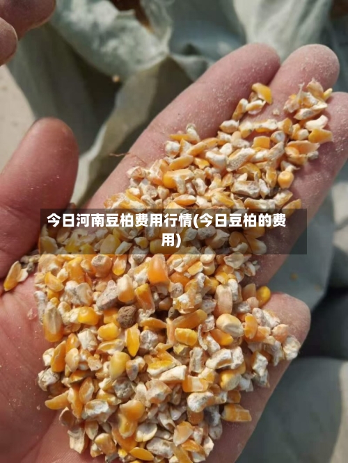 今日河南豆柏费用行情(今日豆柏的费用)-第3张图片