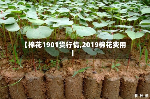 【棉花1901货行情,2019棉花费用】-第2张图片